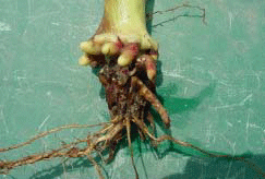 Severe rootworm feeding