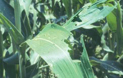 Grasshopper damage on corn