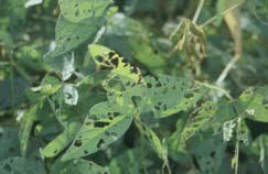 Grasshopper nymphs damage to soybean