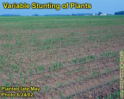 Variable Stunting of Plants