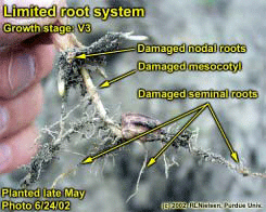 Limited root system
