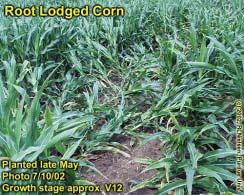 Root Lodged Corn
