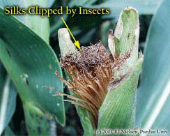 Silks Clipped by Insects
