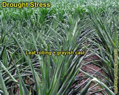 Drought Stress