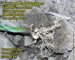 Limited Root System