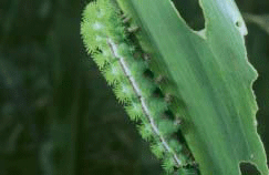 IO Caterpillar