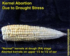Kernel Abortion Due to Drought Stress