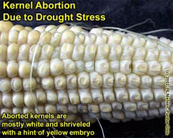 Kernel Abortion Due to Drought Stress