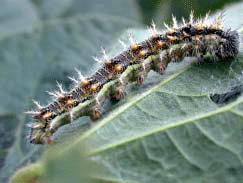 Thistle Caterpillar