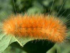 Woollybear caterpillar