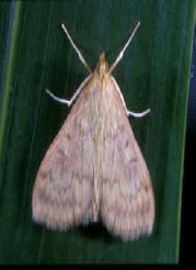European corn borer moth- female