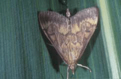 European corn borer moth- male