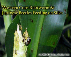 Western Corn Rootworm & Japanese Beetles Feeding on Silks
