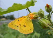 Alfalfa butterfly