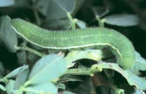 Alfalfa Caterpillar