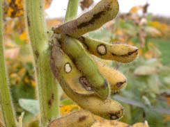 Bean leaf beetle pod feeding