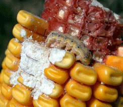 Corn earworm scarring and burrowing kernels