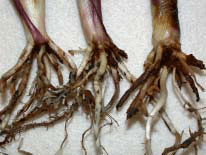 Rootworm damage to crown nodal roots