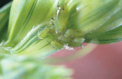 Aphids feeding on developing kernel