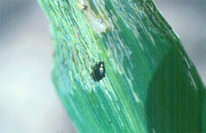Corn Flea beetle and leaf scarring