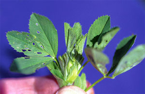 Early alfalfa weevil larval feeding