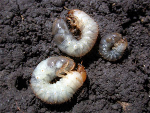 Different sizes of white grubs