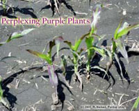 Perplexing Purple Plants