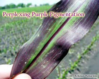 Perplexing Purple Pigmentation