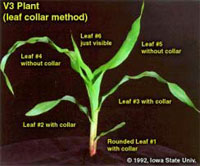V3 Plant (Leaf collar method)