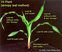 V4 Plant (droopy leaf method)