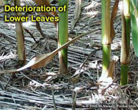 Deterioration of Lower Leaves