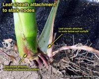 Leaf sheath attachment to stalk nodes