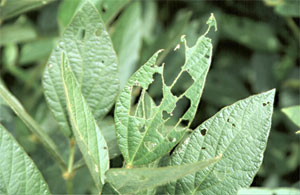 Large irregular holes in leaves