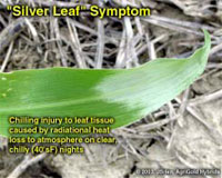 Silver Leaf Symptom