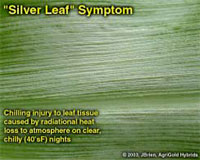 Silver Leaf Symptom