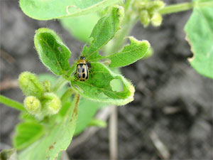 Bean leaf beetle feeding on first trifoliolate leaf