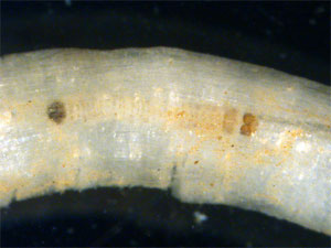 First instar rootworm larva feeding in a corn root