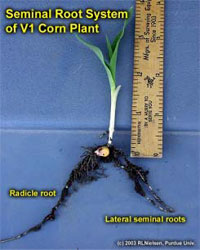 Seminal Root System of V1 Corn Plant