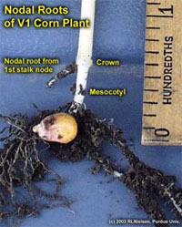 Nodal Roots of V1 Corn Plant