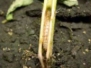 European corn borer in giant ragweed stem