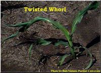 Twisted Whorl