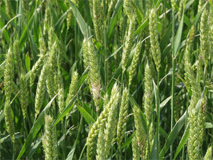 Wheat heads infected with scab