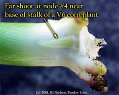 Ear shoot at node #4 near base of stalk of a V6 corn plant