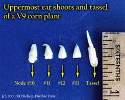 Uppermost ear oots and tassel of a V9 corn plant
