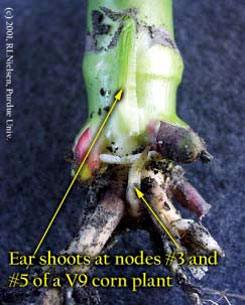 Ear shoots at nodes #3 and #5 of a V9 corn plant