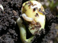 Seedcorn maggot on soybean seedling
