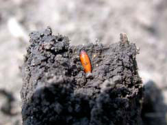 Pupal case of seedcorn maggot