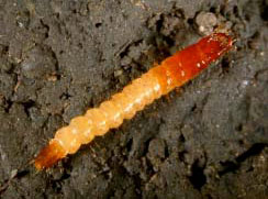 Younge ground beetle larva