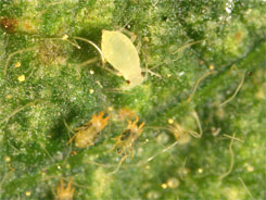 Soybean aphid next to spider mites