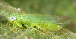 Close-up of an dult potato leafhopper